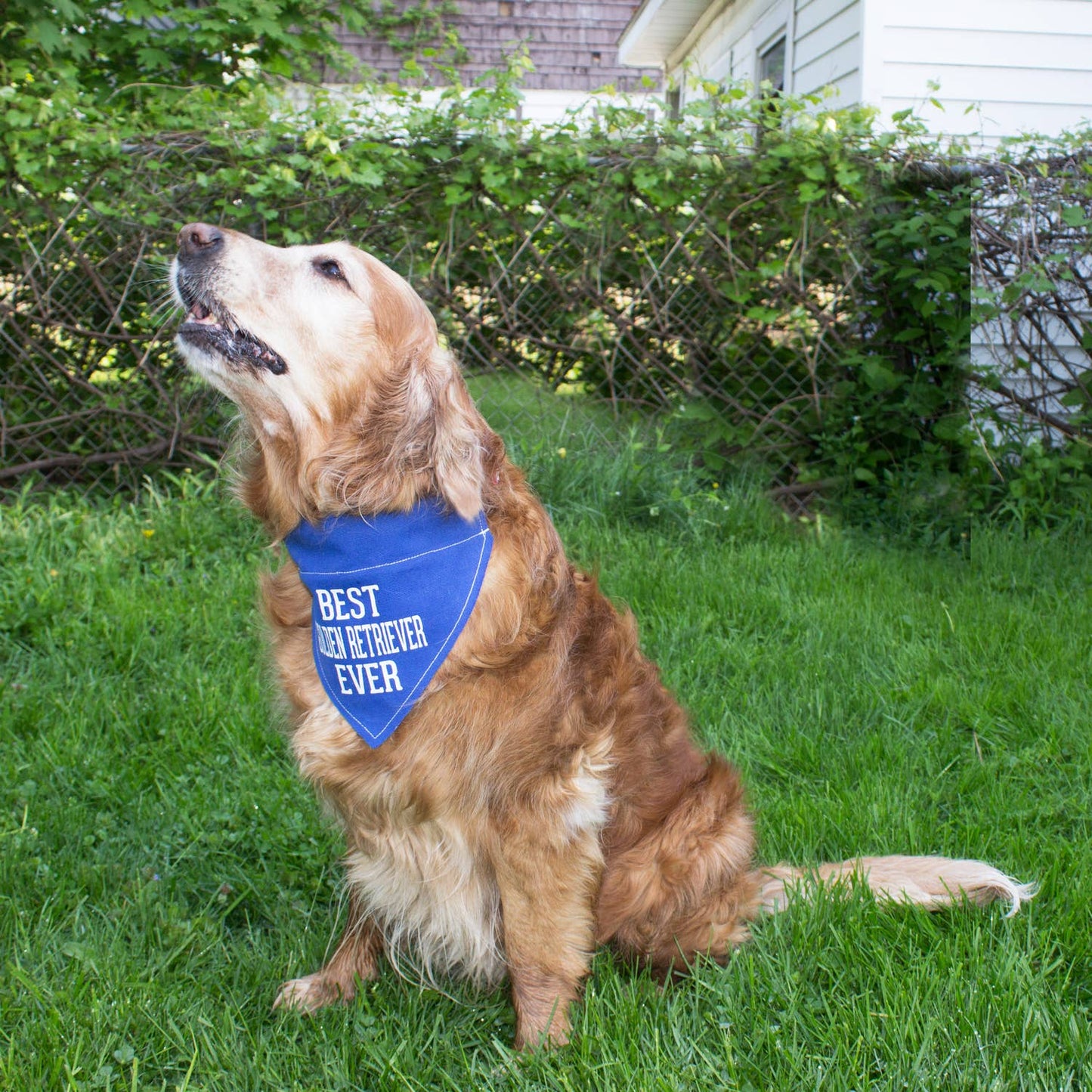 Best Golden Retriever - 12" x 8" Canvas Slip-on Pet Bandana