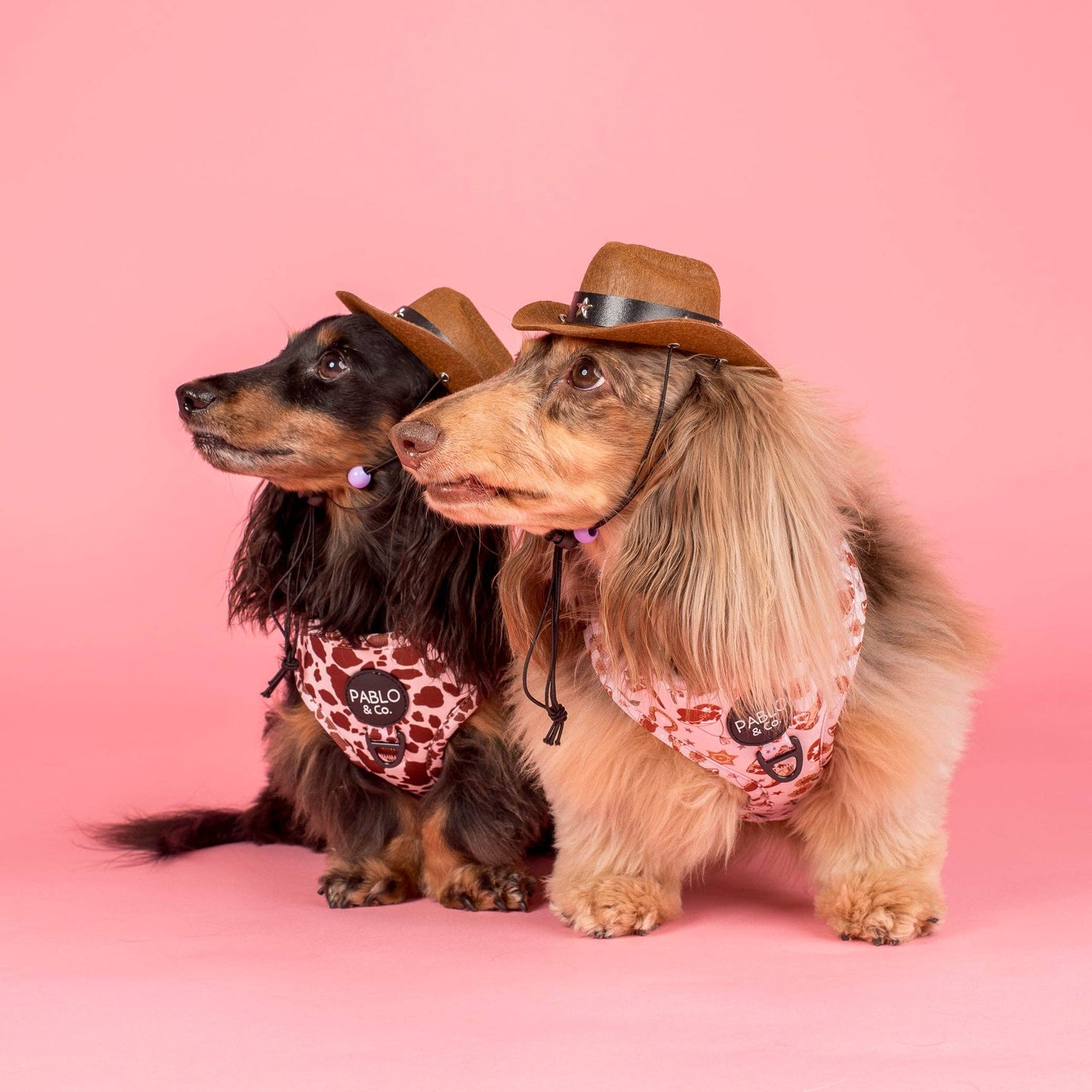 Rodeo: Adjustable Harness