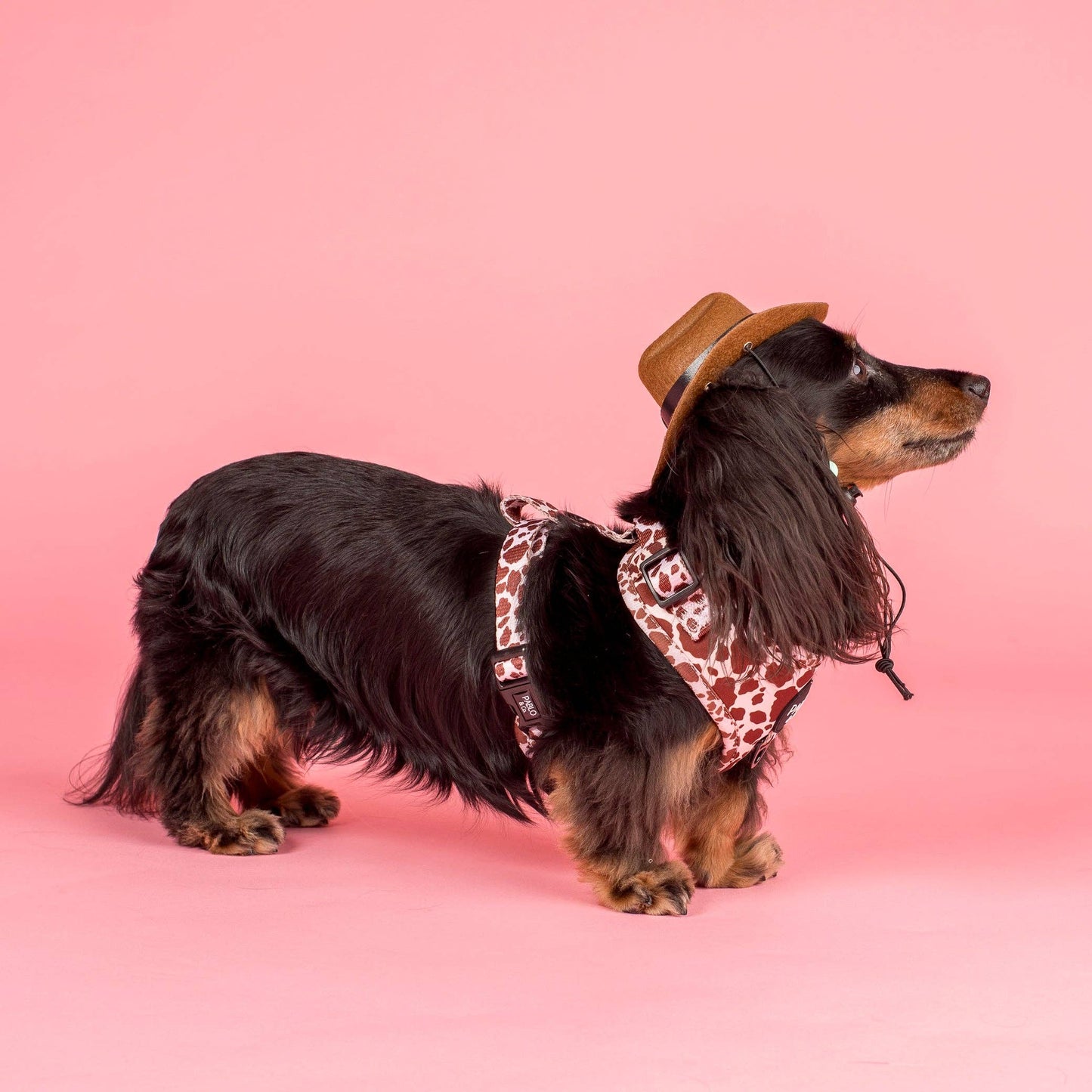 Rodeo: Adjustable Harness