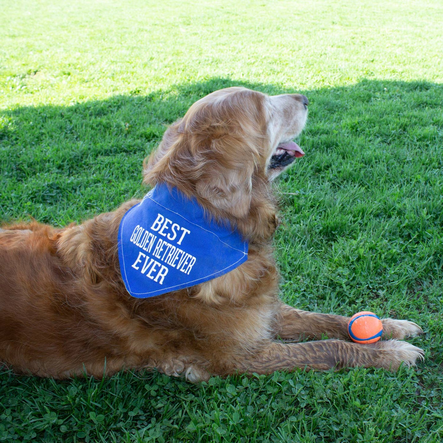 Best Golden Retriever - 12" x 8" Canvas Slip-on Pet Bandana