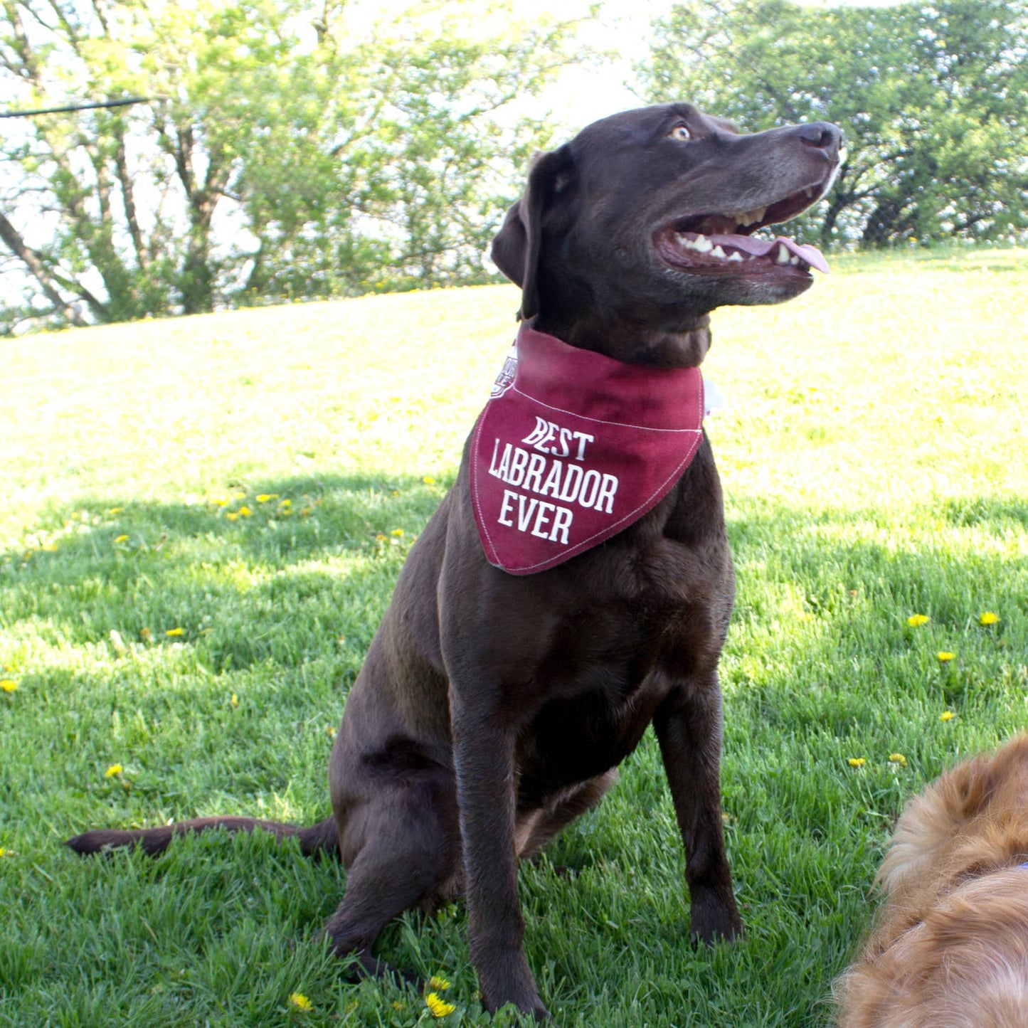 Best Labrador - 12" x 8" Canvas Slip-on Pet Bandana